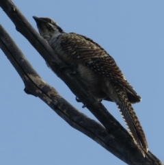 Eudynamys orientalis (Pacific Koel) at Narrabundah, ACT - 10 Mar 2021 by RobParnell