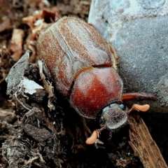 Melolonthini (tribe) (Cockchafer) at Crooked Corner, NSW - 13 Jan 2021 by Milly