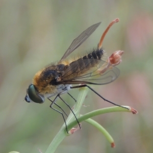 Comptosia sp. (genus) at Conder, ACT - 6 Jan 2021