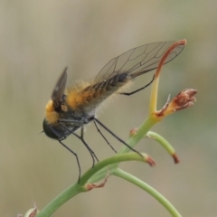 Comptosia sp. (genus) at Conder, ACT - 6 Jan 2021