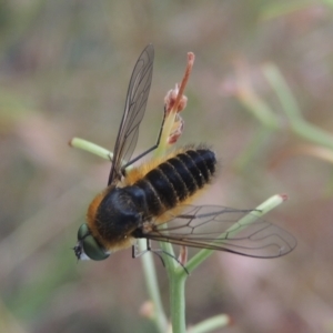 Comptosia sp. (genus) at Conder, ACT - 6 Jan 2021