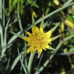 Tragopogon dubius (Goatsbeard) at Conder, ACT - 21 Jan 2021 by michaelb