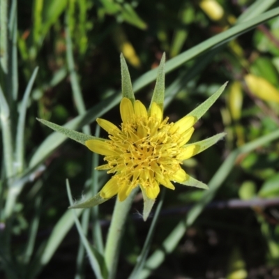 Tragopogon dubius (Goatsbeard) at Conder, ACT - 21 Jan 2021 by michaelb