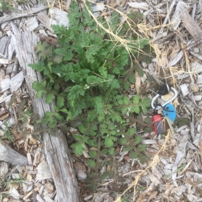 Erodium botrys (Long Storksbill) at Emu Creek - 19 Mar 2021 by jgiacon