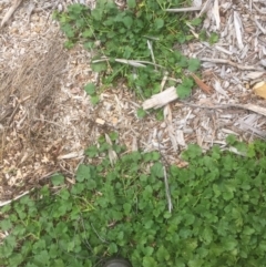 Modiola caroliniana (Red-flowered Mallow) at Flea Bog Flat to Emu Creek Corridor - 19 Mar 2021 by JohnGiacon