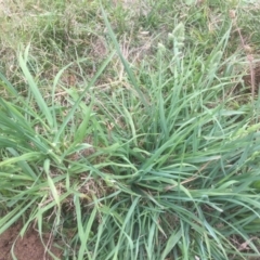 Dactylis glomerata (Cocksfoot) at Emu Creek - 19 Mar 2021 by jgiacon