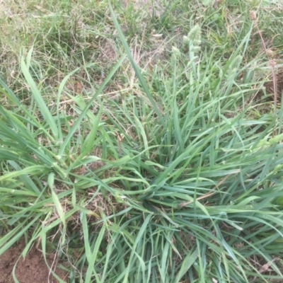 Dactylis glomerata (Cocksfoot) at Emu Creek - 19 Mar 2021 by jgiacon