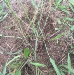 Rumex brownii (Slender Dock) at Emu Creek - 19 Mar 2021 by jgiacon