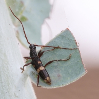 Coleocoptus senio (Longhorn or longicorn beetle) at Higgins, ACT - 19 Mar 2021 by AlisonMilton