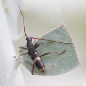 Coleocoptus senio at Higgins, ACT - 19 Mar 2021