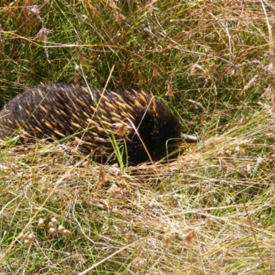 Tachyglossus aculeatus (Short-beaked Echidna) at Forde, ACT - 11 Mar 2021 by MichaelMulvaney