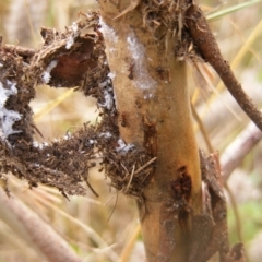 Papyrius nitidus (Shining Coconut Ant) at Holt, ACT - 18 Mar 2021 by MichaelMulvaney