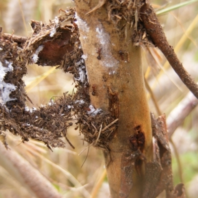 Papyrius nitidus (Shining Coconut Ant) at Molonglo River Reserve - 18 Mar 2021 by MichaelMulvaney