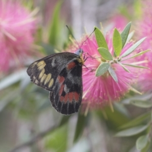 Delias harpalyce at Acton, ACT - 18 Mar 2021 11:52 AM