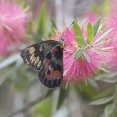 Delias harpalyce (Imperial Jezebel) at Acton, ACT - 18 Mar 2021 by AlisonMilton