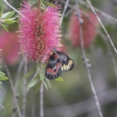 Delias harpalyce at Acton, ACT - 18 Mar 2021 11:52 AM