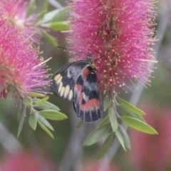 Delias harpalyce at Acton, ACT - 18 Mar 2021 11:52 AM