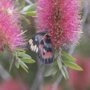 Delias harpalyce at Acton, ACT - 18 Mar 2021 11:52 AM