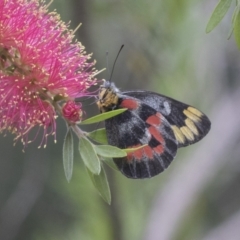 Delias harpalyce at Acton, ACT - 18 Mar 2021 11:52 AM