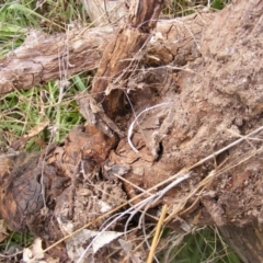 Papyrius nitidus at Molonglo River Reserve - suppressed