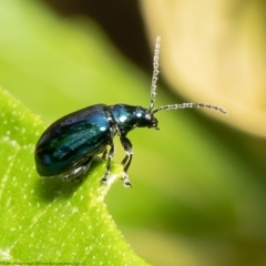 Altica sp. (genus) (Flea beetle) at Acton, ACT - 19 Mar 2021 by Roger