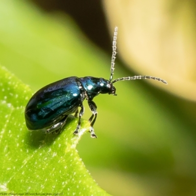 Altica sp. (genus) (Flea beetle) at Acton, ACT - 19 Mar 2021 by Roger