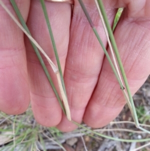 Aristida ramosa at Majura, ACT - 19 Mar 2021