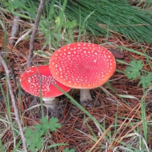 Amanita muscaria at Paddys River, ACT - 19 Mar 2021