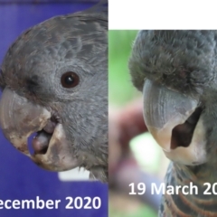 Callocephalon fimbriatum (Gang-gang Cockatoo) at Griffith, ACT - 19 Mar 2021 by roymcd