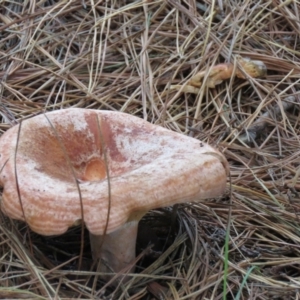 Lactarius deliciosus at Paddys River, ACT - 19 Mar 2021