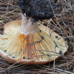 Lactarius deliciosus at Paddys River, ACT - 19 Mar 2021