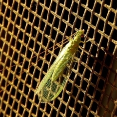 Chrysopidae (family) (Unidentified Green lacewing) at Crooked Corner, NSW - 23 Jan 2021 by Milly