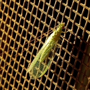 Chrysopidae (family) at Crooked Corner, NSW - 24 Jan 2021