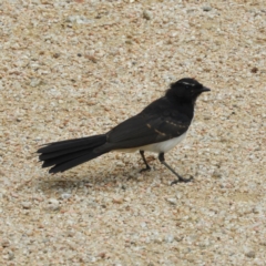 Rhipidura leucophrys (Willie Wagtail) at Fyshwick, ACT - 17 Mar 2021 by MatthewFrawley