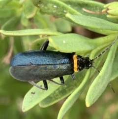 Chauliognathus lugubris (Plague Soldier Beetle) at Murrumbateman, NSW - 19 Mar 2021 by SimoneC