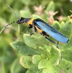 Chauliognathus lugubris at Murrumbateman, NSW - 19 Mar 2021