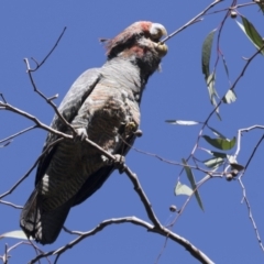 Callocephalon fimbriatum (Gang-gang Cockatoo) at Hawker, ACT - 15 Mar 2021 by AlisonMilton