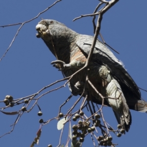 Callocephalon fimbriatum at Hawker, ACT - suppressed