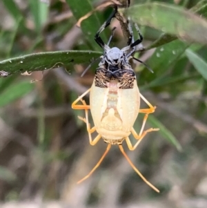 Pentatomidae (family) at Murrumbateman, NSW - 18 Mar 2021