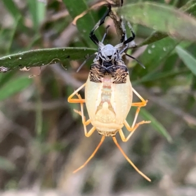 Pentatomidae (family) (Shield or Stink bug) at Murrumbateman, NSW - 18 Mar 2021 by SimoneC