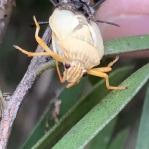 Pentatomidae (family) at Murrumbateman, NSW - 18 Mar 2021