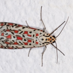 Utetheisa pulchelloides at Melba, ACT - 17 Dec 2020