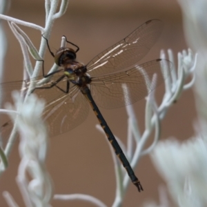 Hemicordulia tau at Cook, ACT - 16 Mar 2021