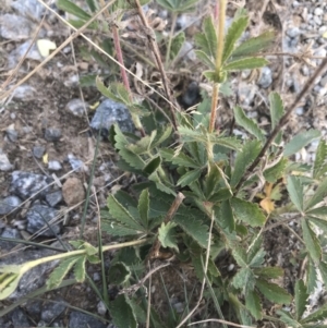 Potentilla recta at Tantangara, NSW - 7 Mar 2021 02:23 PM