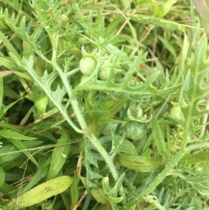 Solanum triflorum at Hackett, ACT - 19 Mar 2021