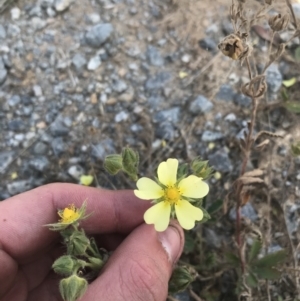 Potentilla recta at Tantangara, NSW - 7 Mar 2021 02:23 PM