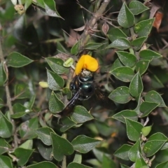 Xylocopa (Lestis) aerata (Golden-Green Carpenter Bee) at Acton, ACT - 19 Mar 2021 by TimL