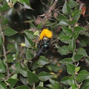 Xylocopa (Lestis) aerata at Acton, ACT - 19 Mar 2021