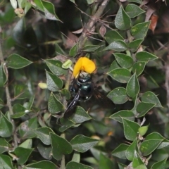 Xylocopa (Lestis) aerata at Acton, ACT - 19 Mar 2021