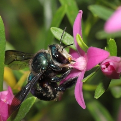 Xylocopa (Lestis) aerata (Golden-Green Carpenter Bee) at Acton, ACT - 19 Mar 2021 by TimL